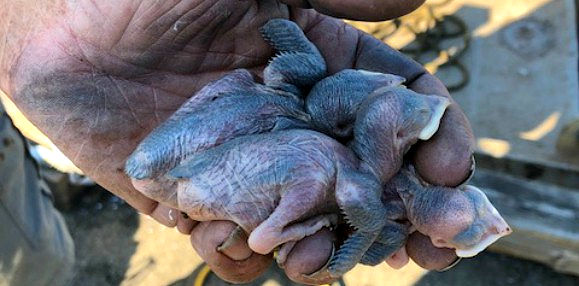 Purple Martin Hatchlings